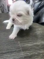 Olaf , a male Pekingese for sale in Bakersfield, CA – 3 of 3