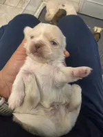Oliver, a male Pekingese for sale in Bakersfield, CA – 2 of 3