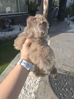 Lilianna, a female Pekingese for sale in Bakersfield, CA – Photo 3 of 5