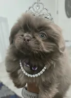 Lilianna, a female Pekingese for sale in Bakersfield, CA – Photo 1 of 5