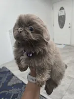 Lilianna, a female Pekingese for sale in Bakersfield, CA – Photo 2 of 5