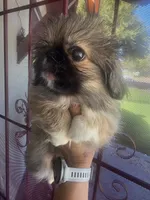Channel, a female Pekingese for sale in Bakersfield, CA – 4 of 6