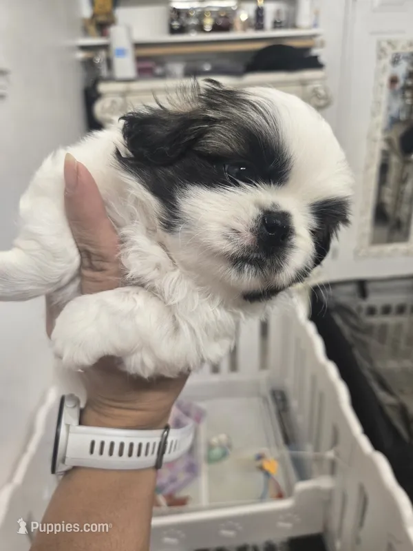 Bethoven – Pekingese puppy for sale in Bakersfield, CA