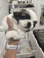 Bethoven, a male Pekingese for sale in Bakersfield, CA – 1 of 5