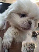 Valentino , a male Pekingese for sale in Bakersfield, CA – 3 of 7
