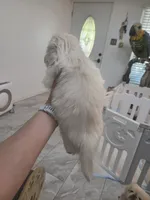 Lover Boy, a male Pekingese for sale in Bakersfield, CA – 5 of 5