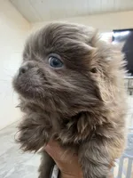Romeo, a male Pekingese for sale in Bakersfield, CA – 6 of 9