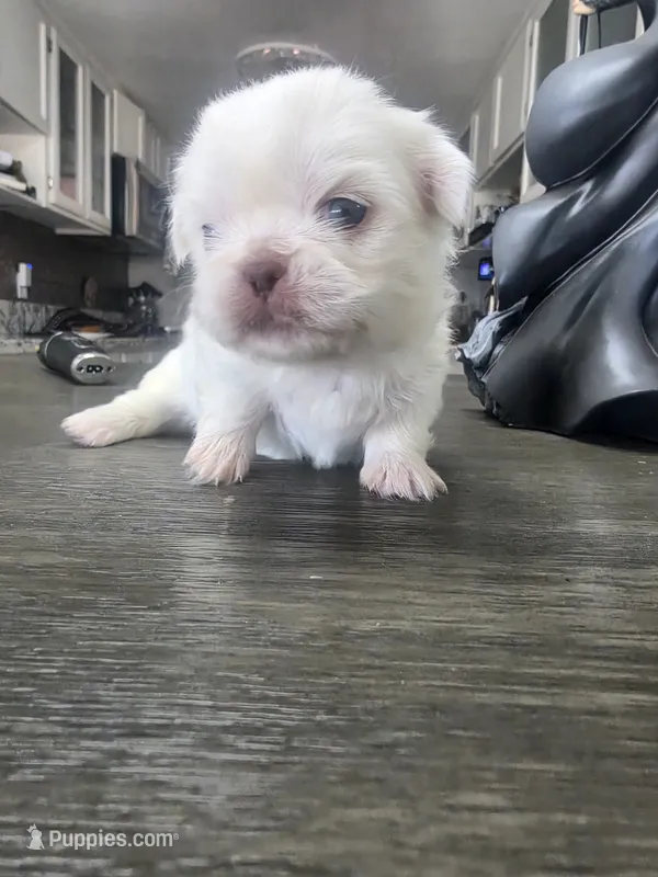Olaf  – Pekingese puppy for sale in Bakersfield, CA