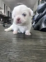 Olaf , a male Pekingese for sale in Bakersfield, CA – 1 of 3
