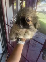 Channel, a female Pekingese for sale in Bakersfield, CA – 3 of 6