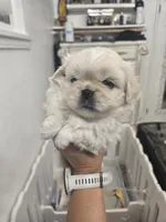 JOEY, a male Pekingese for sale in Bakersfield, CA – 4 of 7