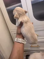 Penelope , a female Pekingese for sale in Bakersfield, CA – 3 of 3