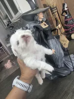 BOLT, a male Pekingese for sale in Bakersfield, CA – 6 of 6