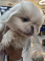 Valentino , a male Pekingese for sale in Bakersfield, CA – 4 of 7