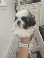 Bethoven, a male Pekingese for sale in Bakersfield, CA – 3 of 5