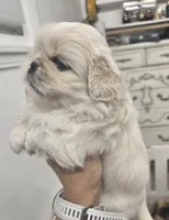 Ollie, a male Pekingese for sale in Bakersfield, CA – 5 of 5