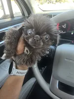 Moochie 🐮 Moo, a female Pekingese for sale in Bakersfield, CA – 3 of 4