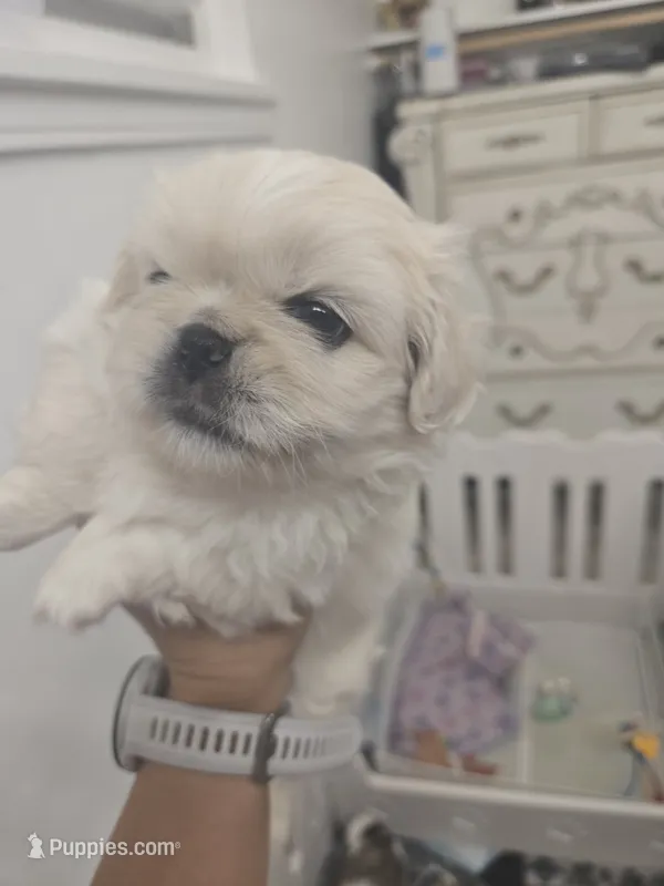 JOEY – Pekingese puppy for sale in Bakersfield, CA