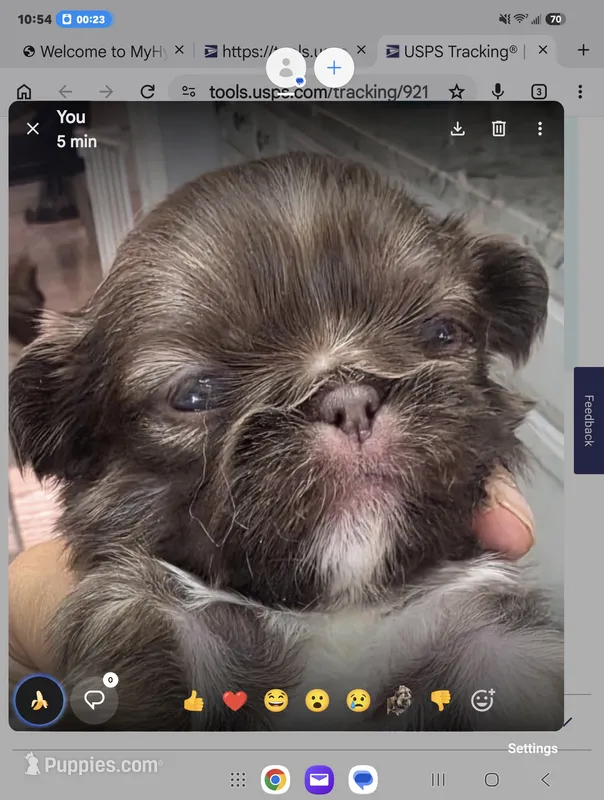Dash – Pekingese puppy for sale in Bakersfield, CA