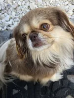 Franky, a male Pekingese for sale in Bakersfield, CA – Photo 1 of 3