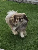 Franky, a male Pekingese for sale in Bakersfield, CA – Photo 3 of 3