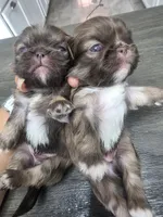 Sulley, a male Pekingese for sale in Bakersfield, CA – 2 of 3