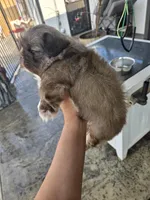 Hercules , a male Pekingese for sale in Bakersfield, CA – Photo 4 of 6