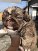 Hercules , a male Pekingese for sale in Bakersfield, CA – Photo 5 of 6