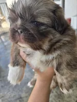 Hercules , a male Pekingese for sale in Bakersfield, CA – Photo 2 of 6