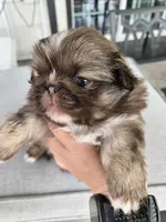 Hercules , a male Pekingese for sale in Bakersfield, CA – Photo 3 of 6