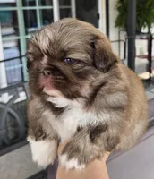 Hercules , a male Pekingese for sale in Bakersfield, CA – Photo 1 of 6