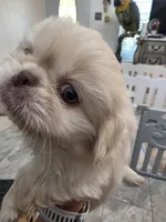 Lover Boy, a male Pekingese for sale in Bakersfield, CA – 2 of 5
