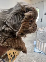 Romeo, a male Pekingese for sale in Bakersfield, CA – 5 of 9