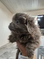 Romeo, a male Pekingese for sale in Bakersfield, CA – 2 of 9