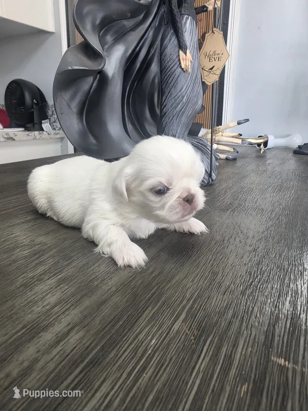 Sulley – Pekingese puppy for sale in Bakersfield, CA