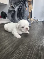 BOLT, a male Pekingese for sale in Bakersfield, CA – 1 of 6