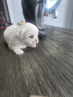 Olaf , a male Pekingese for sale in Bakersfield, CA – 2 of 3