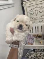 Ollie, a male Pekingese for sale in Bakersfield, CA – 3 of 5