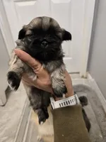 Baby, a male Pekingese for sale in Bakersfield, CA – Photo 1 of 5