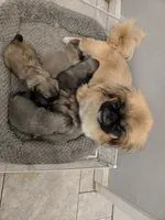 Baby, a male Pekingese for sale in Bakersfield, CA – Photo 4 of 5