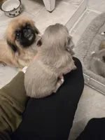 Baby, a male Pekingese for sale in Bakersfield, CA – Photo 5 of 5