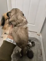 Baby, a male Pekingese for sale in Bakersfield, CA – Photo 3 of 5