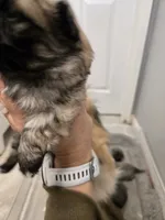 Baby, a male Pekingese for sale in Bakersfield, CA – Photo 2 of 5