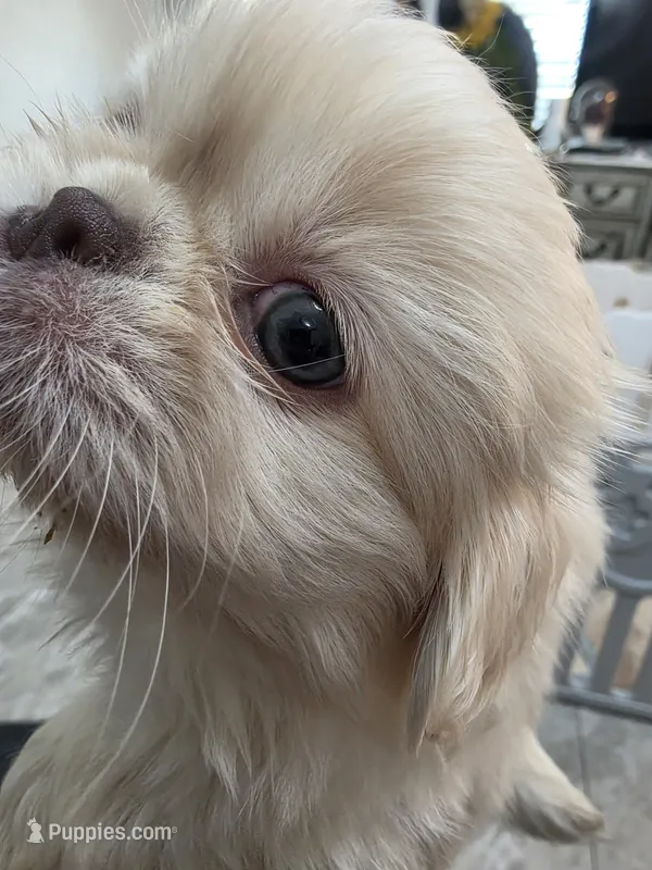 Lover Boy – Pekingese puppy for sale in Bakersfield, CA