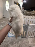 Valentino , a male Pekingese for sale in Bakersfield, CA – 5 of 7
