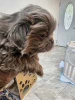 Romeo, a male Pekingese for sale in Bakersfield, CA – 3 of 9