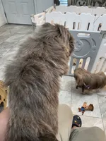 Romeo, a male Pekingese for sale in Bakersfield, CA – 4 of 9