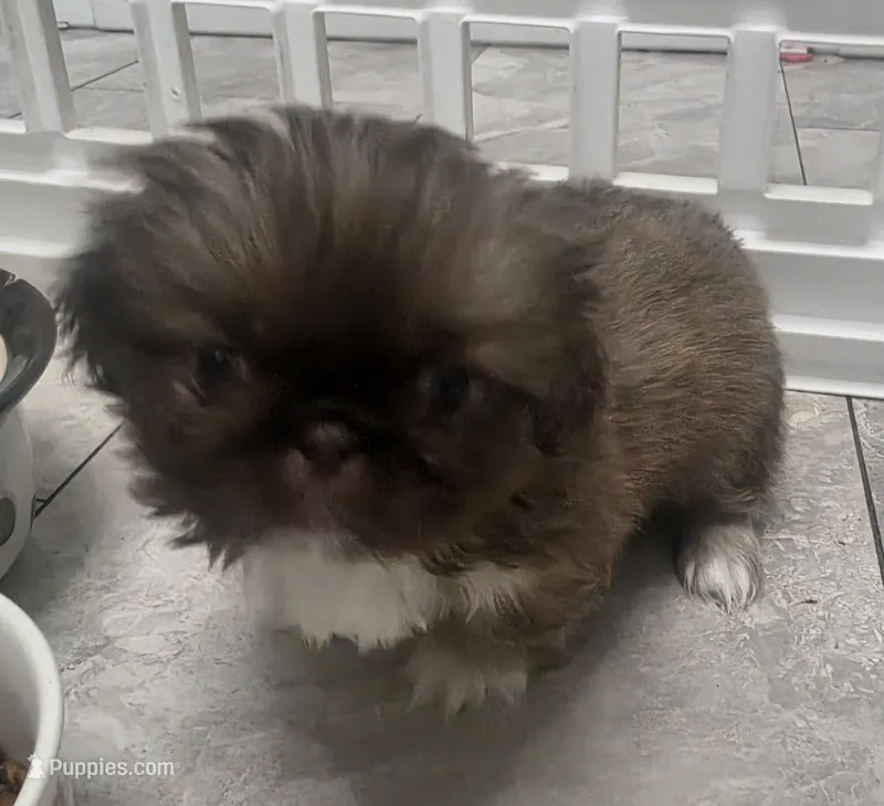 Dash  💨 – Pekingese puppy on hold in Bakersfield, CA