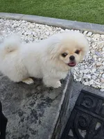 Levi, a male Pekingese for sale in Bakersfield, CA – Photo 1 of 5