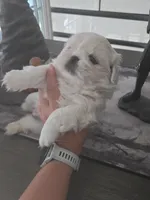 Levi, a male Pekingese for sale in Bakersfield, CA – Photo 5 of 5